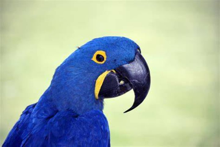 Blue Bird Macaw in the cage_ Grisha Bruev_Shutterstock