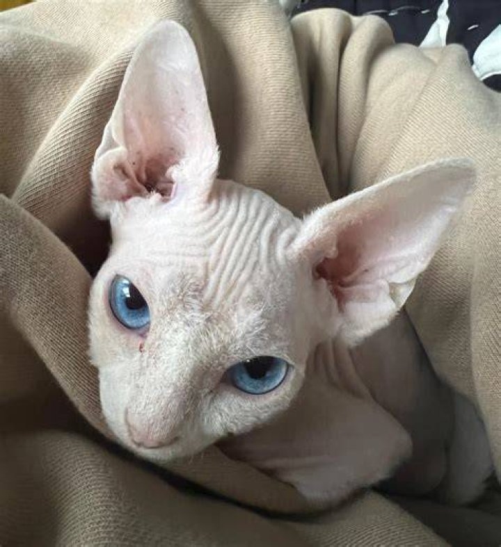 blue eyed sphynx cat in hepper nest bed on chair