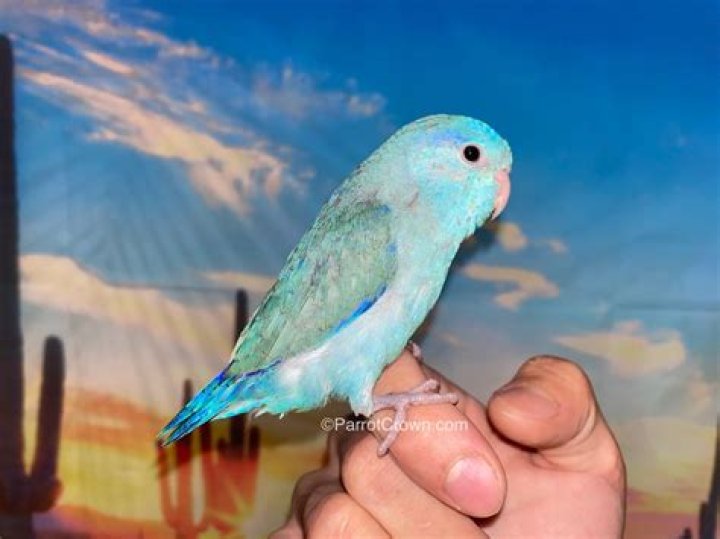 blue parrotlet
