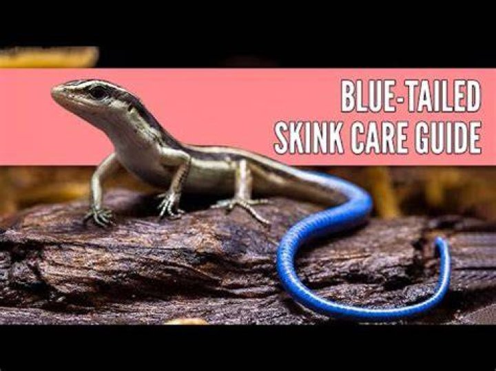 blue tailed skink_Piqsels