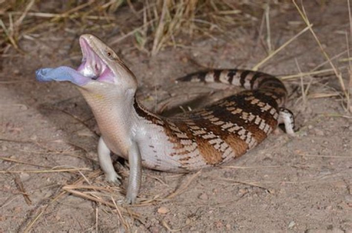 blue tongue skink in the wild