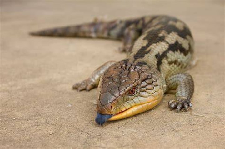 blue tongue skink_pen_ash_Pixabay