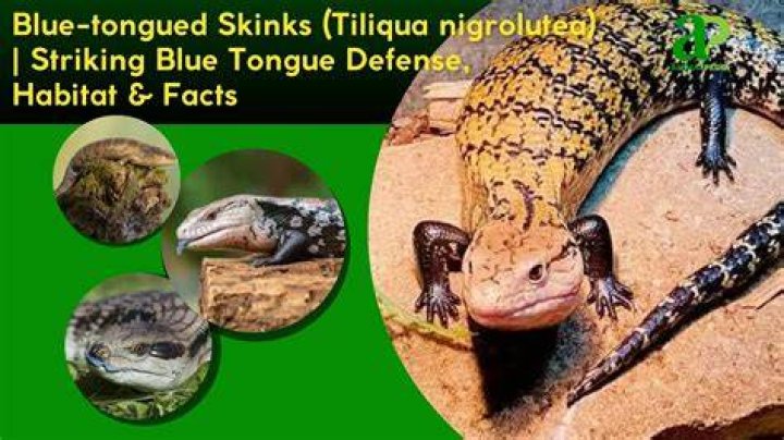 blue tongued skink_Piqsels