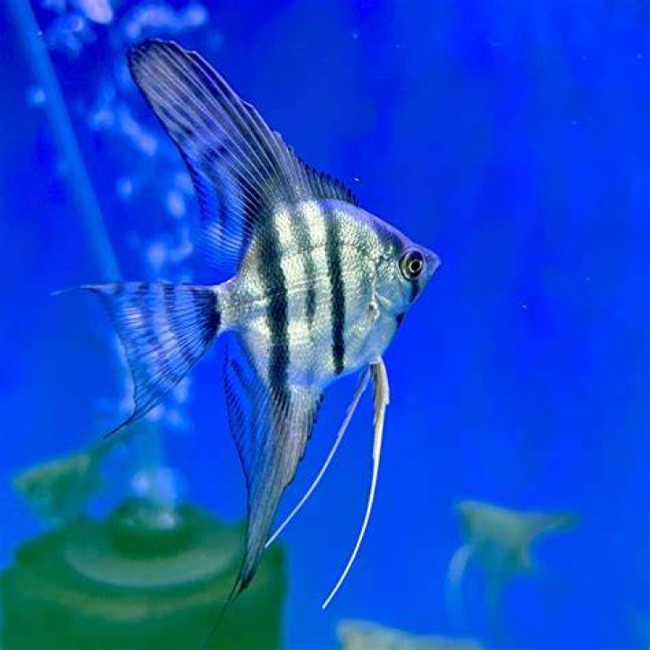 blue zebra type of angelfish