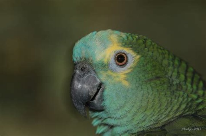 blue-fronted-amazon-parrot