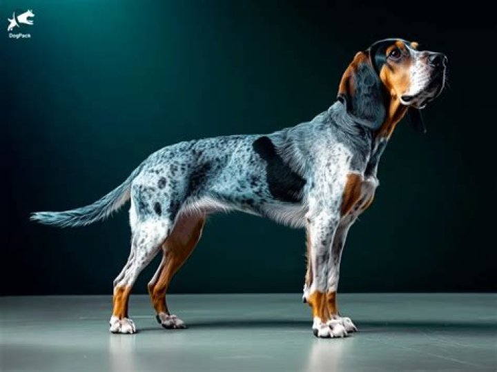 bluetick coonhound_Taylor-Walter_Shutterstock