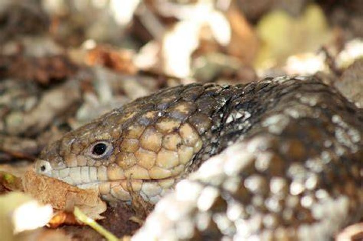 Blue-Tongue Skink_Giraphic_Design, Pixabay