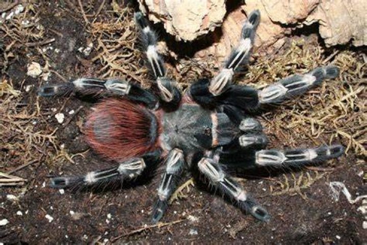 Brazilian red and white tarantula