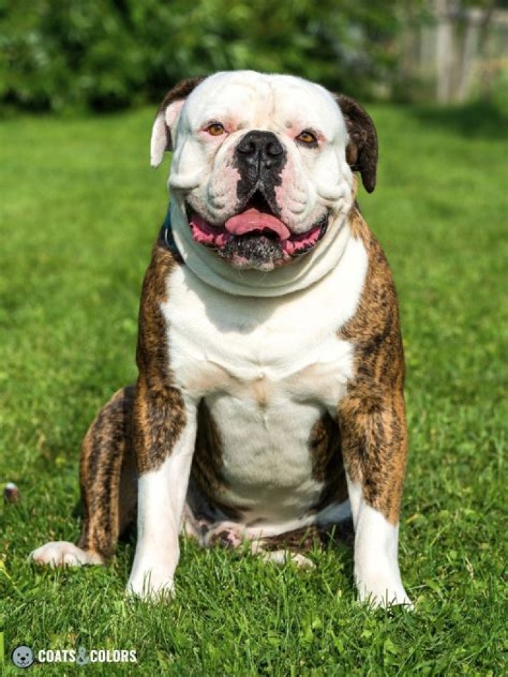 brindle american bulldog