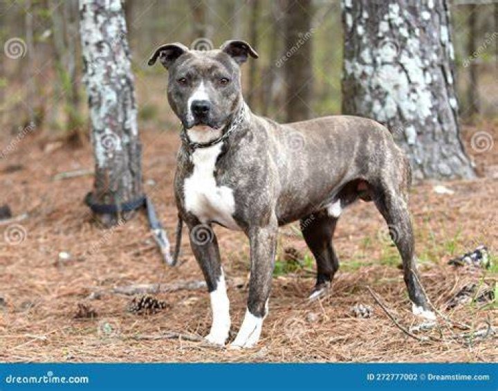 brindle and white Pit Bull Terrier mixed breed dog standing outdoors