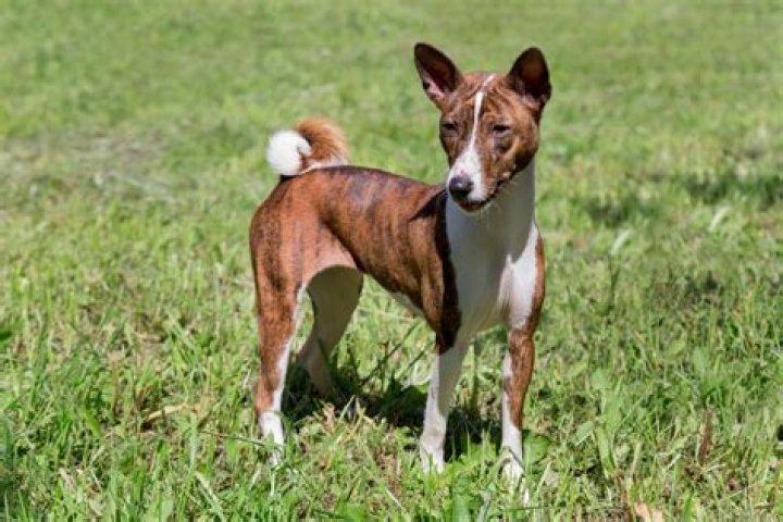 brindle basenji dog standing on the grass