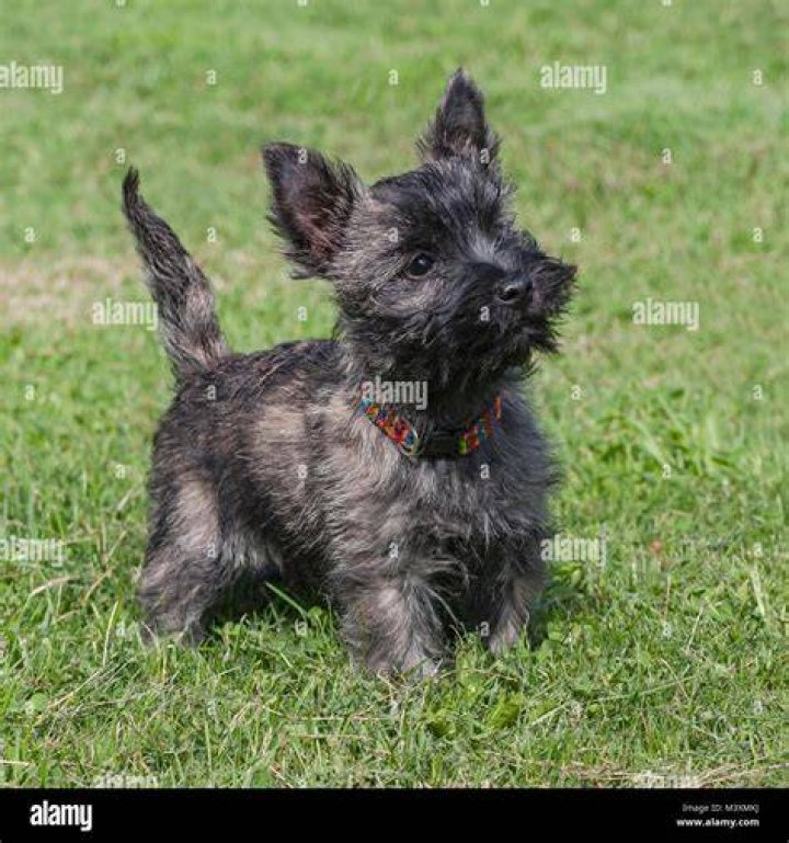 brindle Cairn Terrier puppy runs over the meadow