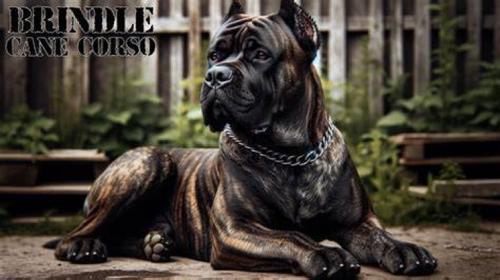 brindle cane corso dog lying on grass outdoor