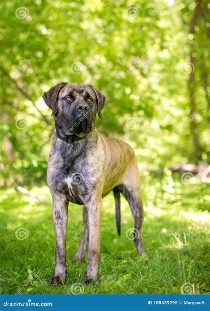 brindle mastiff dog standing in the middle of the park
