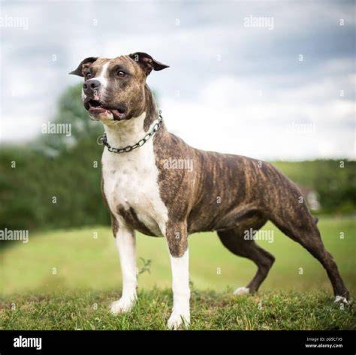 brindle staffordshire bull terrier dog at rest
