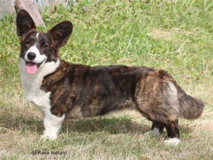 brindle welsh cardigan corgi