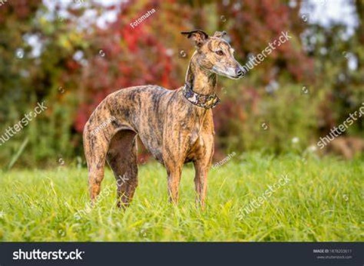 brindle whippet dog autumn field