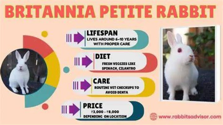britannia petite rabbit_Pixabay