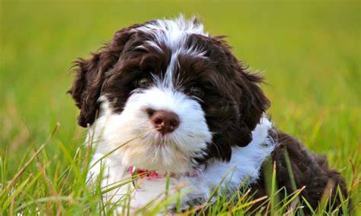 brown and white portuguese water dog puppy