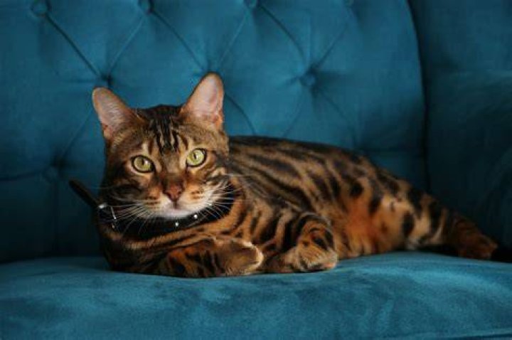 brown Bengal cat in the water, in the river