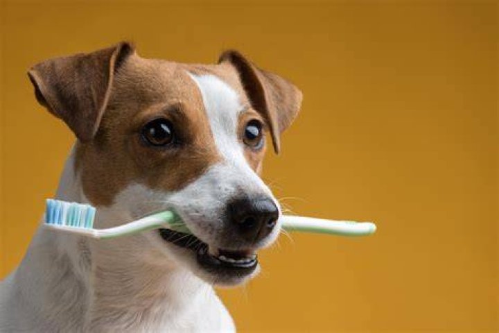 brushing dog teeth