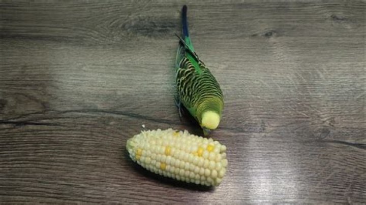 Budgie Eating corn seed_Ikhwan Ameer_Shutterstock