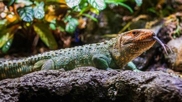 Caiman Lizard