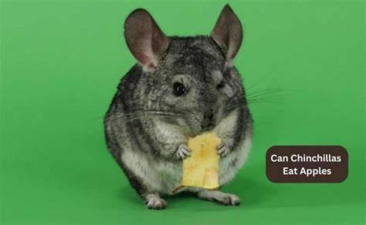 Can Chinchillas Eat Apples