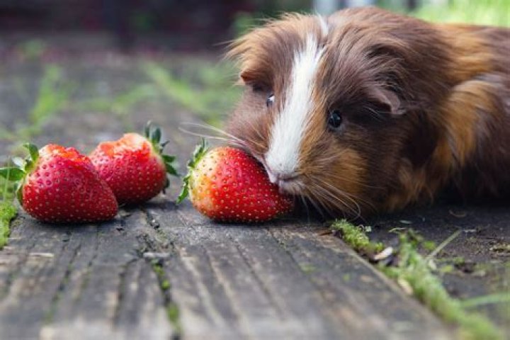 Can Guinea Pigs Eat_tomatoes