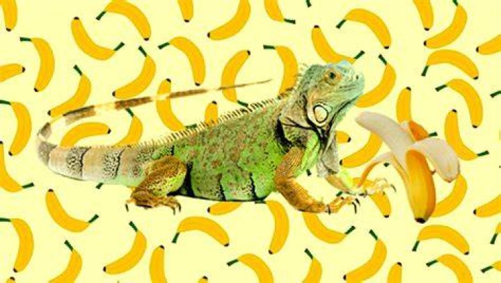 Can Iguanas Eat Bananas