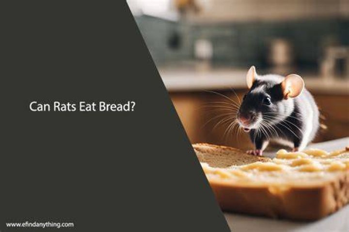 Can Rats Eat Bread