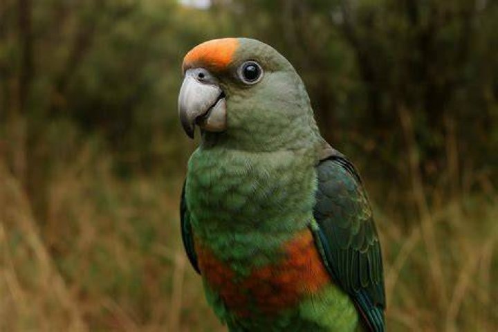 Cape parrot on top of cage