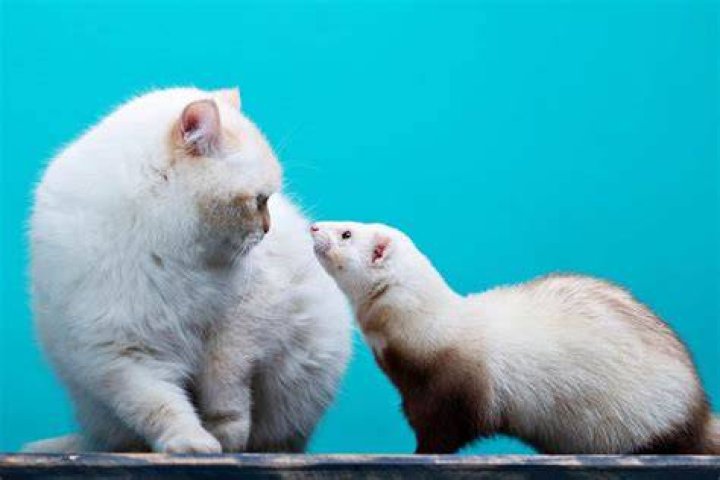 cat and ferret beside each other