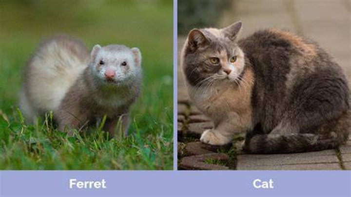 Cat and ferret