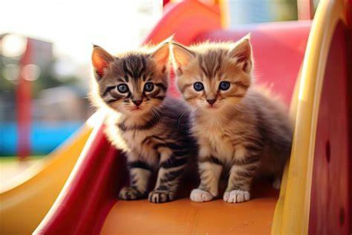 Cat and Kitten