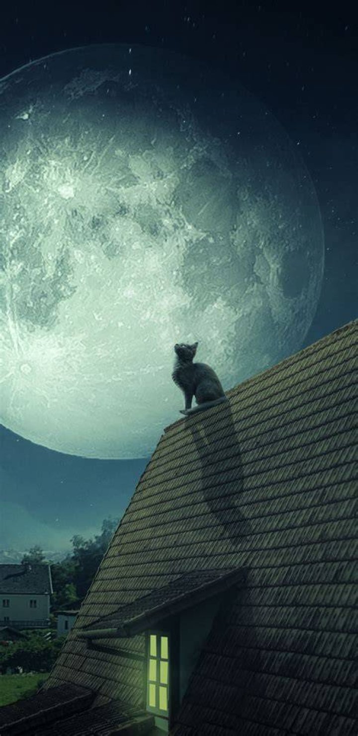 cat at night