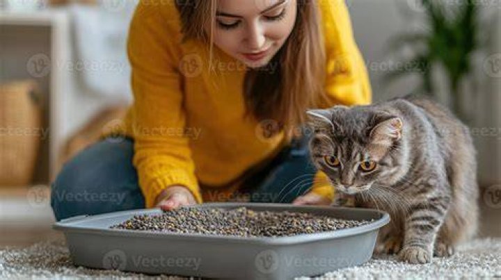 cat beside litterbox