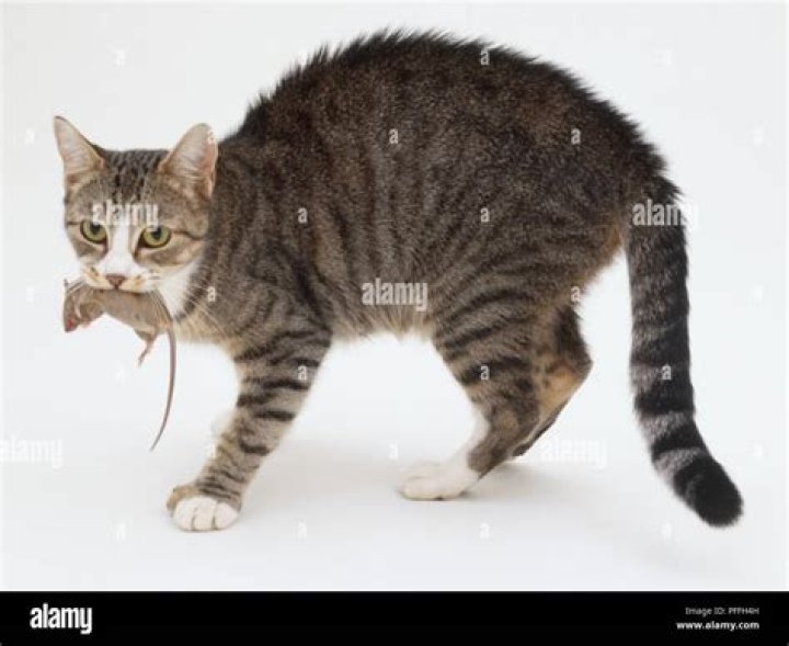 cat carrying a dead mouse