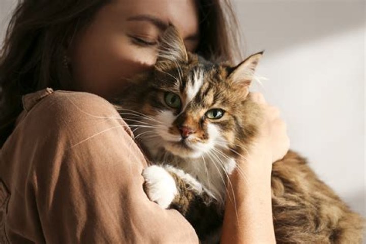 cat cuddling with owner