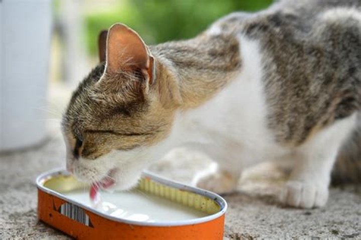 cat drinking milk from a saucer