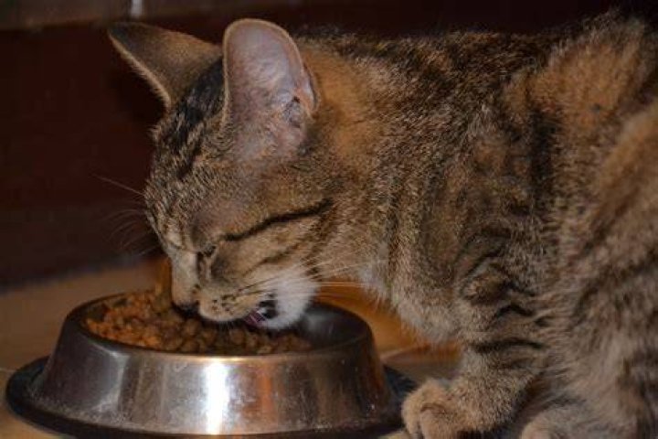cat eating food