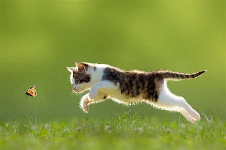 cat hunting prey from the bushes at night