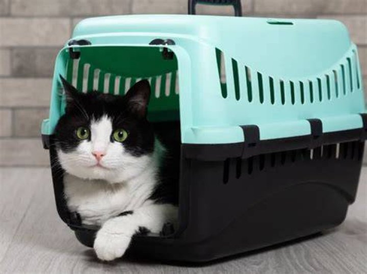 cat in a carrier inside the car