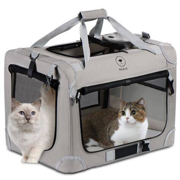 Cat in a cat carrier near the owner on a back seat of modern car