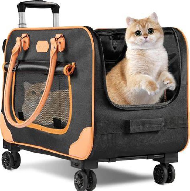 cat in pet carrier on a park bench