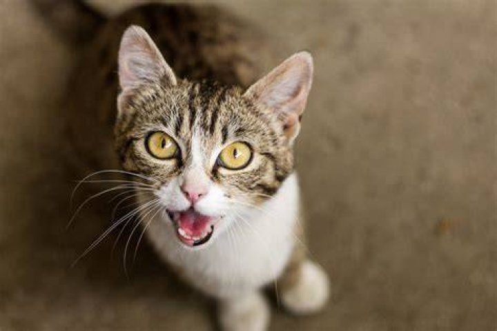 Cat meowing at somebody or something nearby