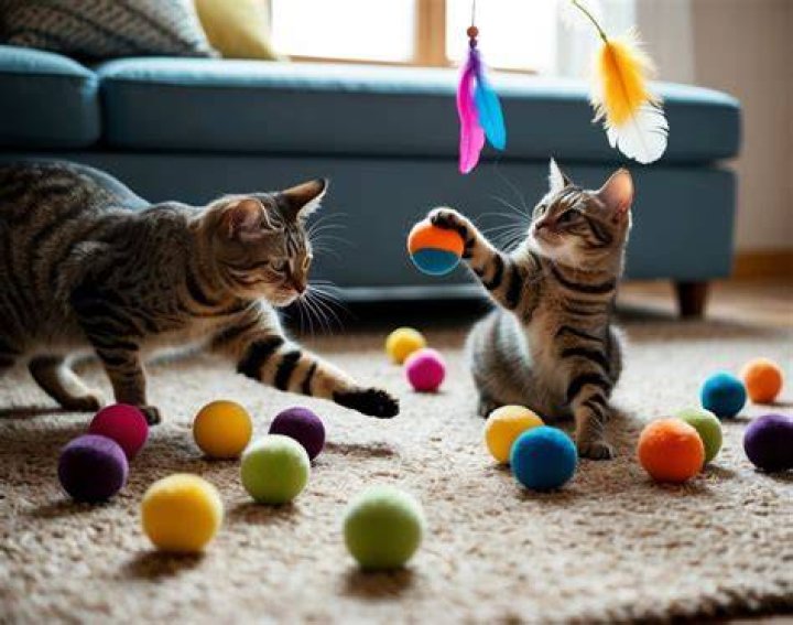 cat playing