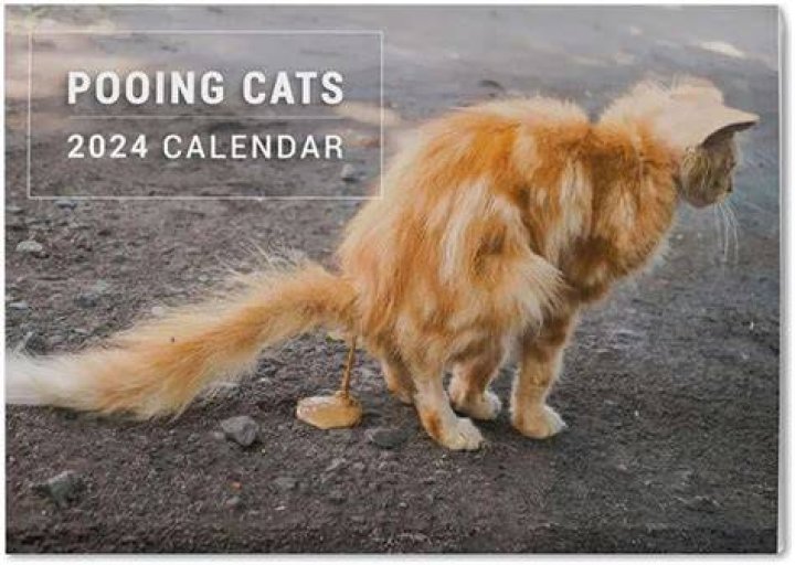 cat pooping