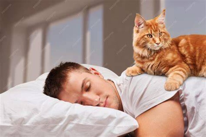 cat sleeping on owner's lap
