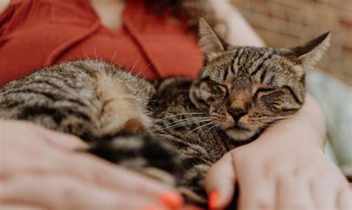 cat snuggling with owner